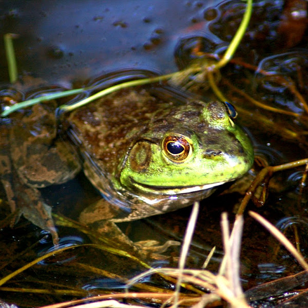 Frolicking Frogs, Tumbling Turtles of Kentucky Project Noah