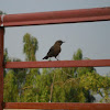 Brown Rock Chat