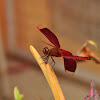 Male Red Grasshawk Dragonfly