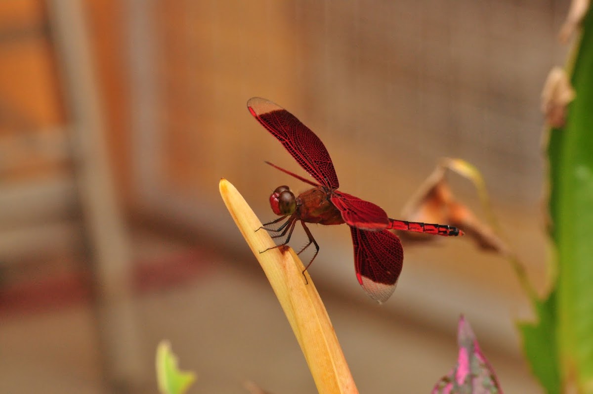 Male Red Grasshawk Dragonfly