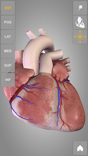 【免費醫療App】Heart 3D Anatomy-APP點子