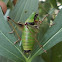 Epirus Bush-cricket