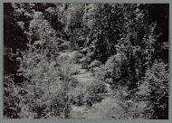 Boslandschap met beek