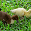 Muscovy Duckling