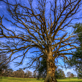 by G. Stetson - Nature Up Close Trees & Bushes