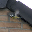 Blue tit in and out its nest