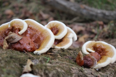 Reishi Mushrooms