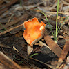 Agaric (gilled mushroom)