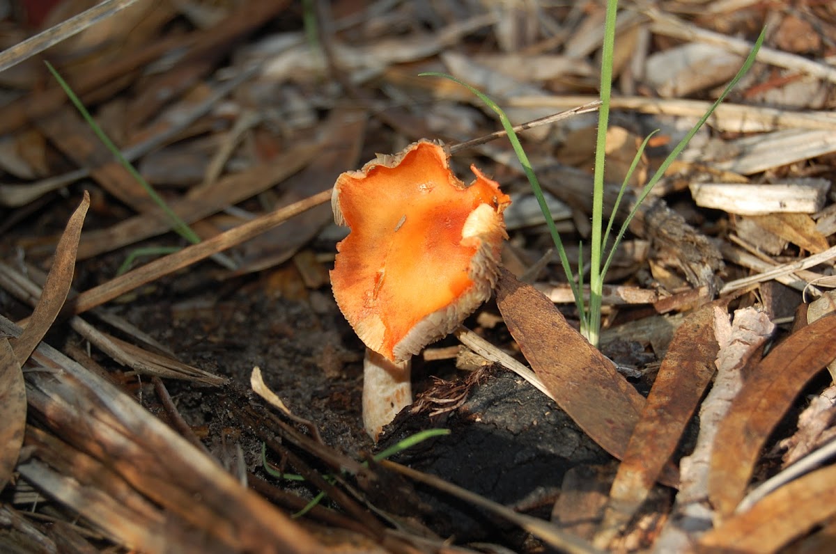 Agaric (gilled mushroom)