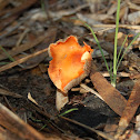 Agaric (gilled mushroom)