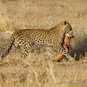 Leopard & African Wild Cat