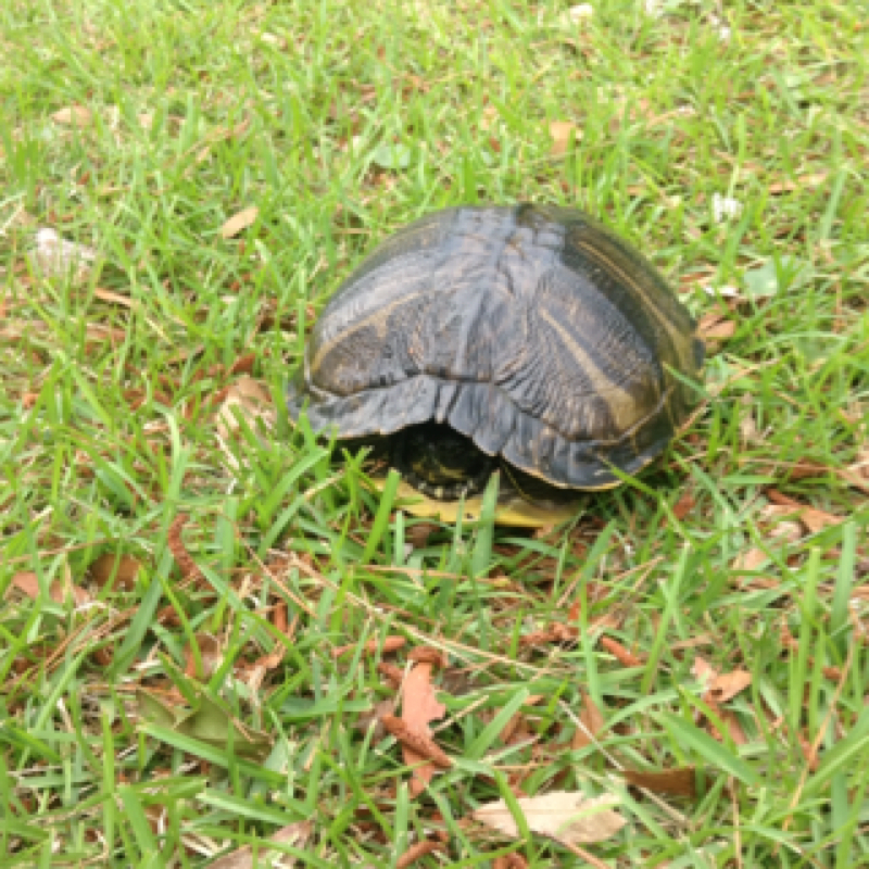 Yellowbelly Slider Turtle