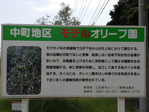 江田島 中町地区 モデルオリーブ園