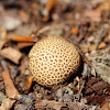 Umber brown Puffball Fungus