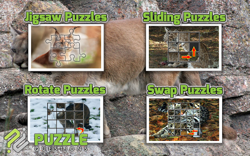 【免費解謎App】Wild Cats Puzzle Games-APP點子