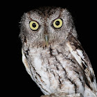 eastern screech owl