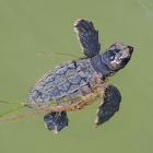 Loggerhead Turtle Hatchling