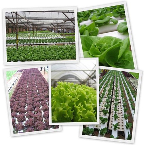 [cameron_lettuce[5].jpg]