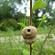 Potter wasp nest