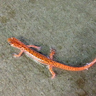 Cave Salamander