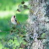 European Goldfinch, jilguero