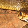ചേര, oriental ratsnake, Indian rat snake