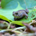 American Toad (Juvenile)
