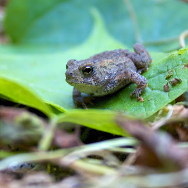 American Toad (Juvenile) Project Noah