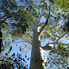 Giant Eucalyptus (Sydney Blue Gum)