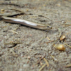 Slow Worm, Padalec zwyczajny