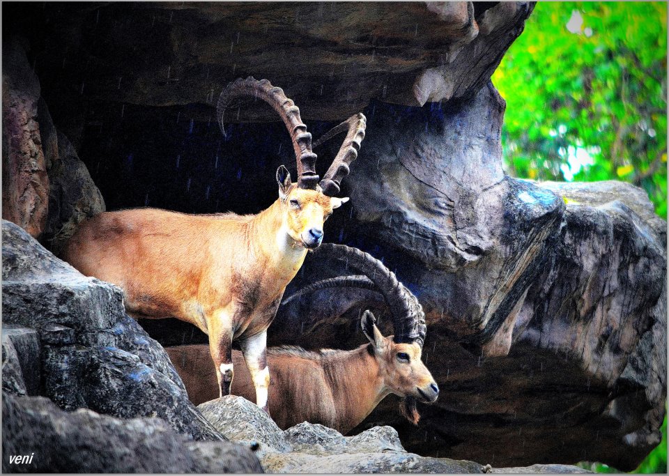Nubian ibex