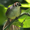 Prevost's Ground Sparrow