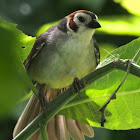 Prevost's Ground Sparrow