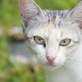 How Do i Look by Agus Wibowo BlackStyle - Animals - Cats Portraits