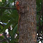 Crested tree lizard