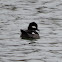 Bufflehead Duck