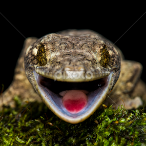 Southern Turnip-tailed Gecko (Thecadactylus solimoensis) by Scott Trageser - Animals Reptiles
