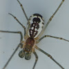 Filmy dome spider (male)