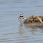 Killdeer