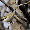 Golden-crowned kinglet