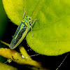 Sharpshooter Leafhoppers