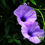 by Rupesh Patel -  
