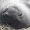 Northern elephant seal