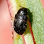 Unknown beetle