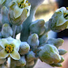 kalanchoe tyrsiflora