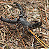 Giant Whip Scorpion