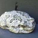 Grey treefrog
