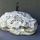 Grey treefrog