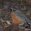 American Robin