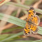 Pearl Crescent